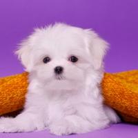 MALTESE & MALTESI cuccioli - da 40 euro al mese