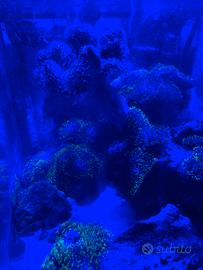 Coralli per acquario marino