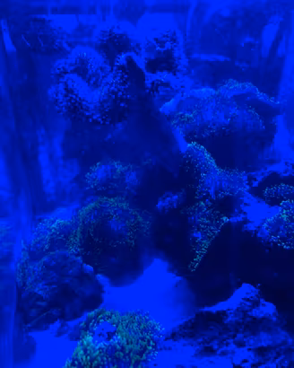 Coralli per acquario marino