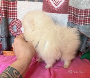 Spitz di pomerania linea coreana