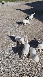 Cucciole di pastore maremmano