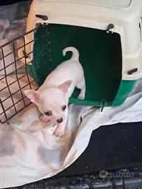 Cucciolo chihuahua