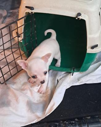Cucciolo chihuahua