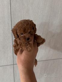 Barboncini toy