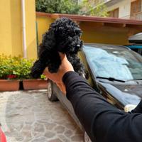 Barboncino Mini Toy black