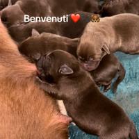 Labrador cuccioli cioccolato con pedigree e docum