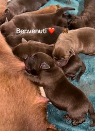Labrador cuccioli cioccolato con pedigree e docum