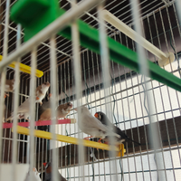 Diamantini e passeri del Giappone