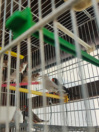 Diamantini e passeri del Giappone