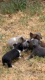 3 cuccioli di Chihuahua