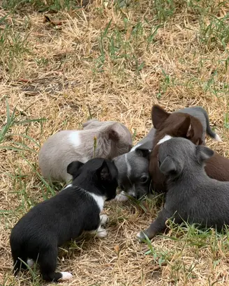 3 cuccioli di Chihuahua