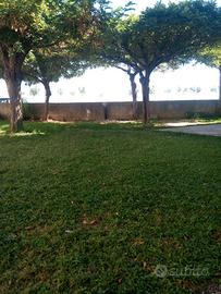 A Schiavonea 1 fila fronte mare