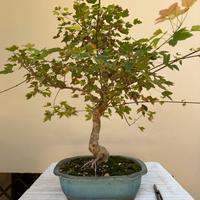 Bonsai Acero