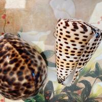 Conchiglie bomboniere