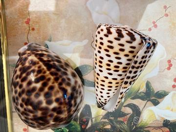 Conchiglie bomboniere