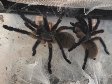N.4 monocentropus balfouri comunitario con teca