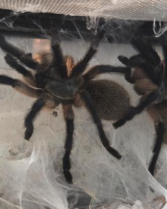 N.4 monocentropus balfouri comunitario con teca