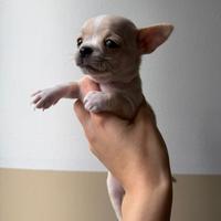 Chihuahua toy femmina crema pelo corto 2 mesi