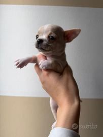 Chihuahua toy femmina crema pelo corto 2 mesi