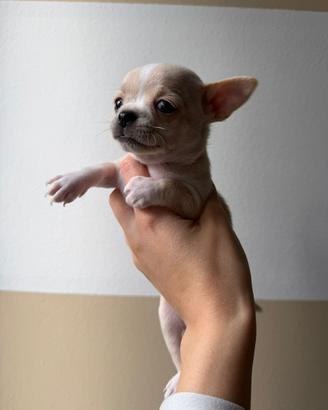 Chihuahua toy femmina crema pelo corto 2 mesi