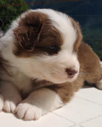 Disponibili cuccioli pastore australiano