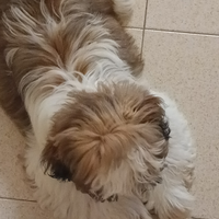 Cuccioli shih-tzu 2 maschietti spenditi