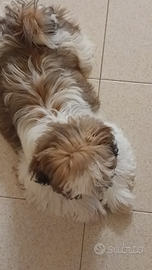 Cuccioli shih-tzu 2 maschietti spenditi