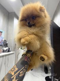 Spitz di Pomerania