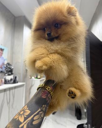 Spitz di Pomerania