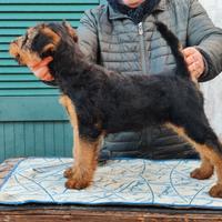 Airedale terrier