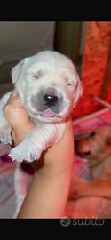 Cuccioli di Golden Retriver