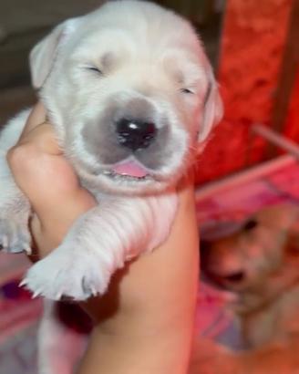 Cuccioli di Golden Retriver