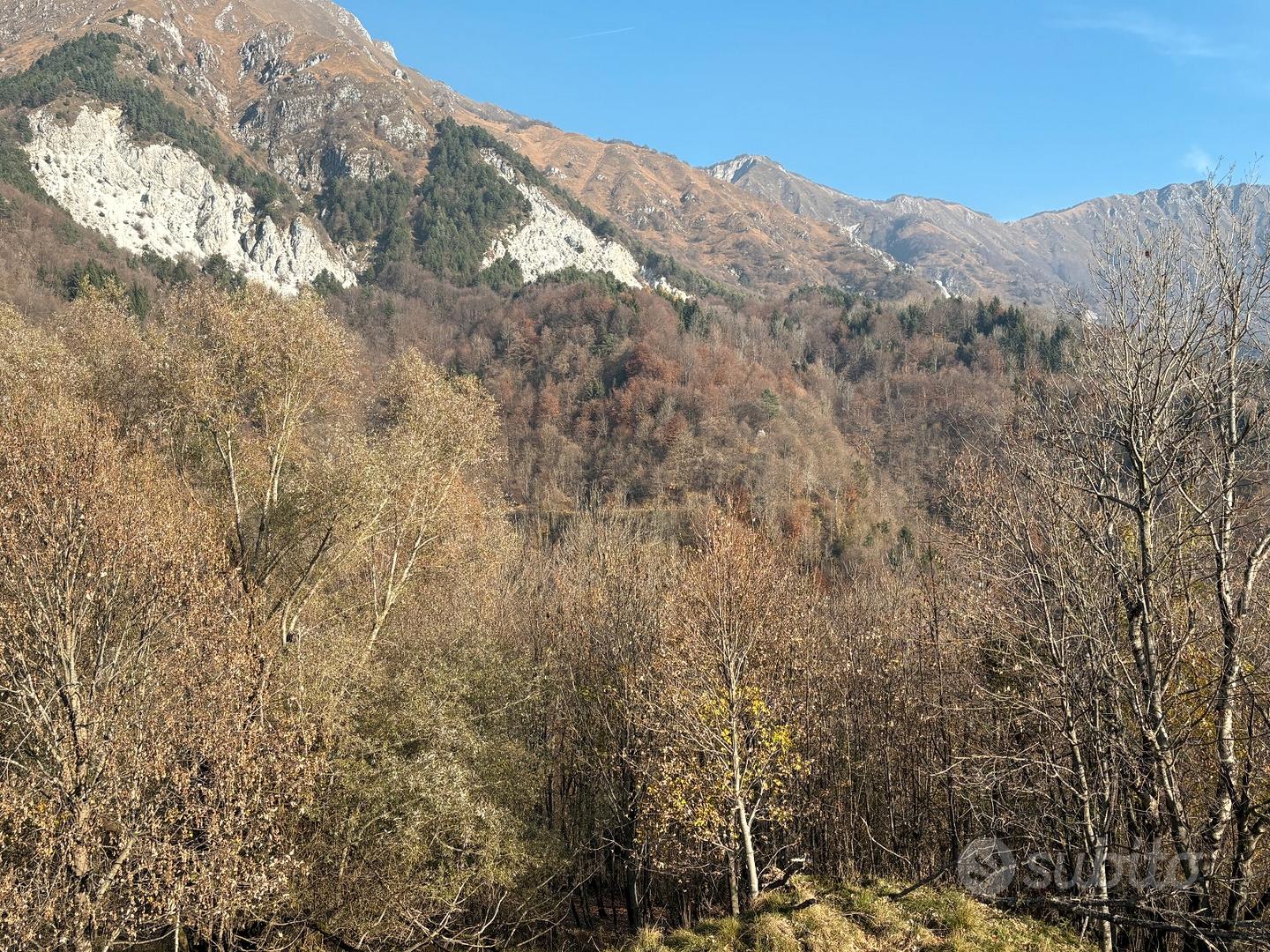 Terreni adibiti a bosco - Vista 3