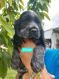 Maschietto di Cocker Spaniel Inglese