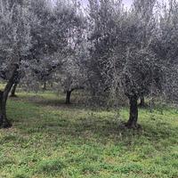 Alberi olivo minimo 30 anni
