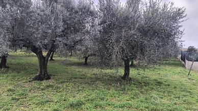 Alberi olivo minimo 30 anni
