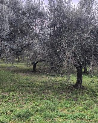 Alberi olivo minimo 30 anni