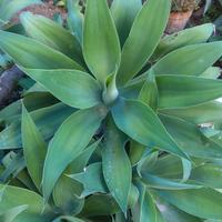 grande agave attenuata pianta grassa