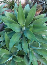 grande agave attenuata pianta grassa
