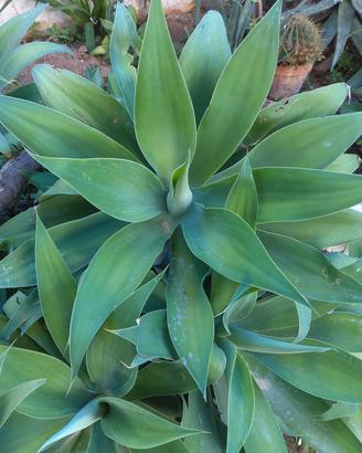 grande agave attenuata pianta grassa