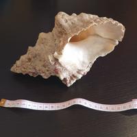 Grande conchiglia marina Cassis / Helmet Shell 20 