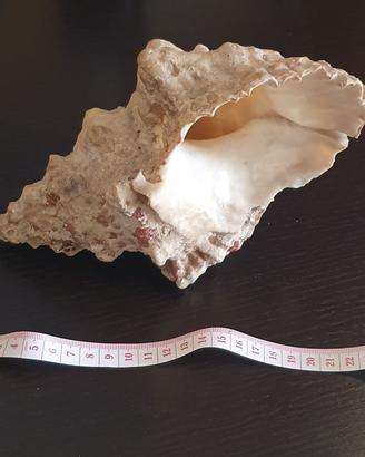 Grande conchiglia marina Cassis / Helmet Shell 20 