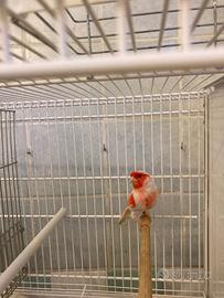 Canarini rossi mosaico