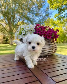 Cuccioli maltese con pedigree