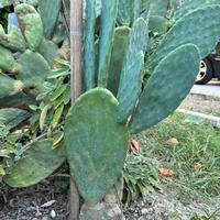 Piante di fico d’india fruttifere