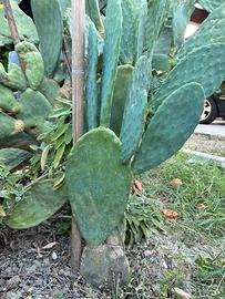 Piante di fico d’india fruttifere