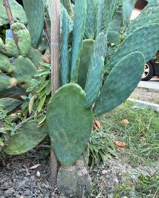 Piante di fico d’india fruttifere