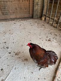 Gallo razza Araucana