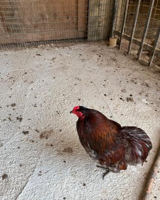 Gallo razza Araucana