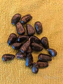 20 Semi di pianta da frutto Annona cherimola 